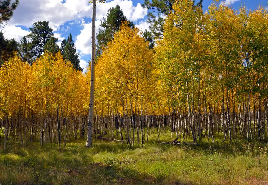 Golden aspen stand at the edge of a mountain meadow
