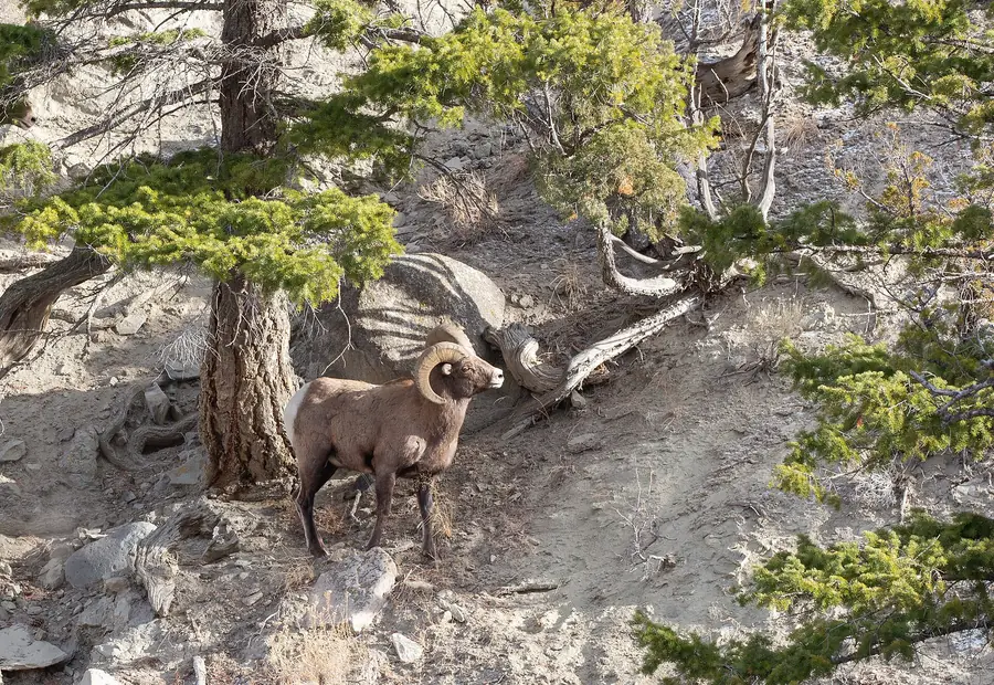 Bighorn rams on a broken cliff face above timber