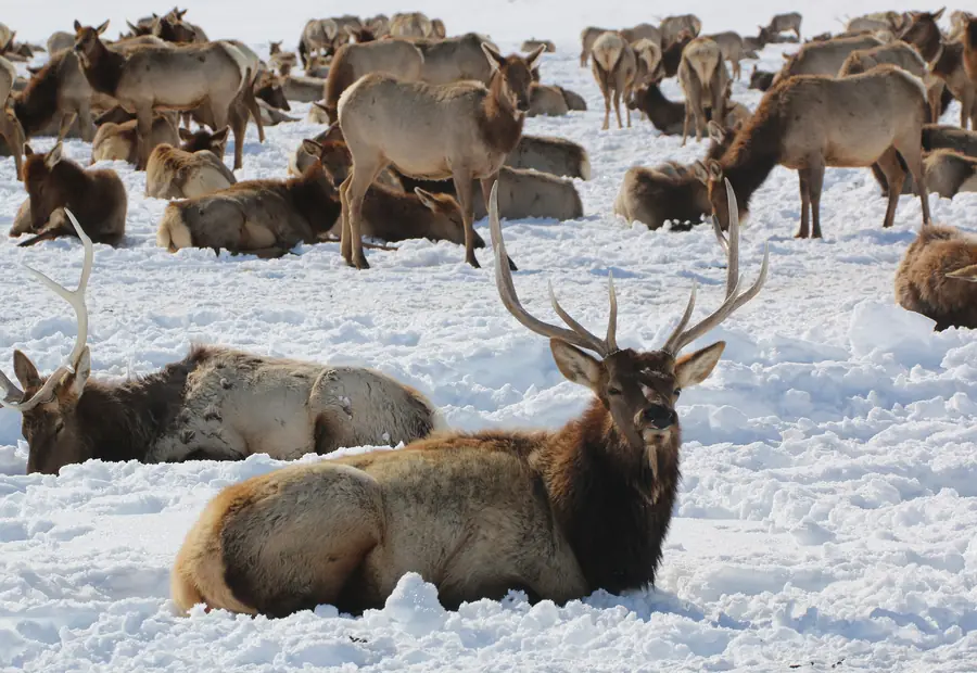 Bull elk holding a wintering herd on open ground