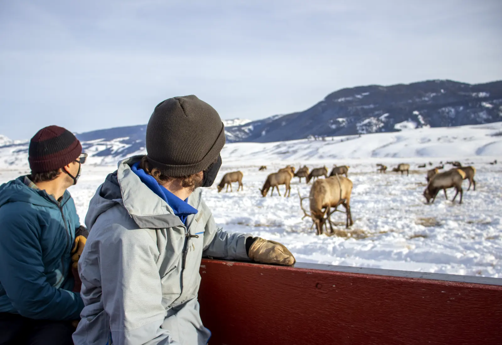 Two guides glassing an elk herd across an open winter basin