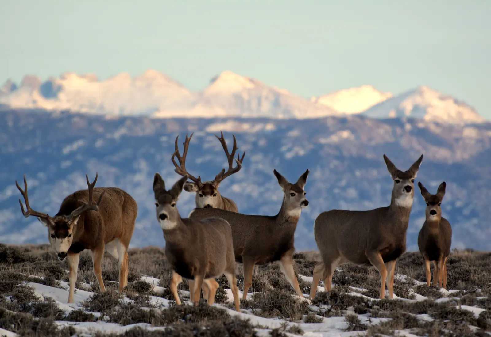 A band of mule deer on a ridge below snow-covered peaks