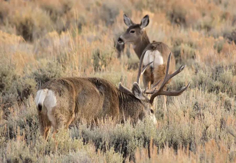Heavy mule deer buck bedded in sagebrush