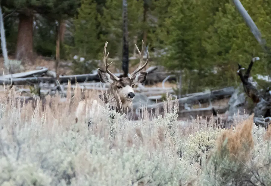 Mule deer buck standing in downed timber and sage