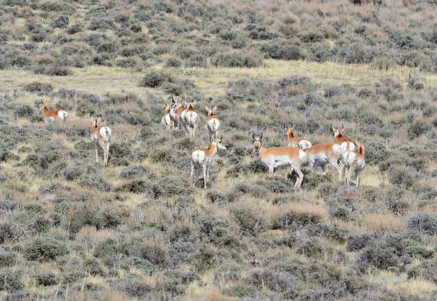 Herd of pronghorn antelope crossing open sagebrush